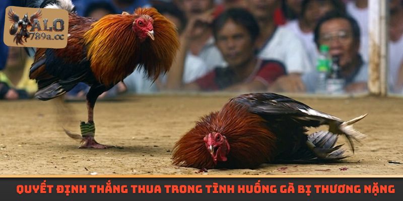 Quyết định thắng thua trong tình huống gà bị thương nặng