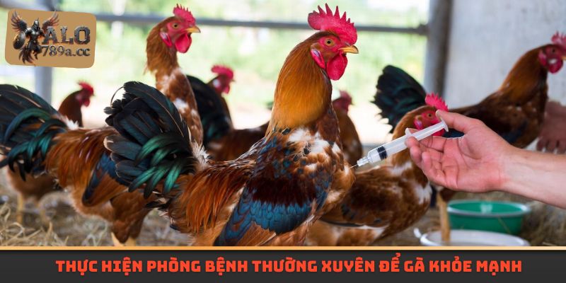Thực hiện phòng bệnh thường xuyên để gà khỏe mạnh